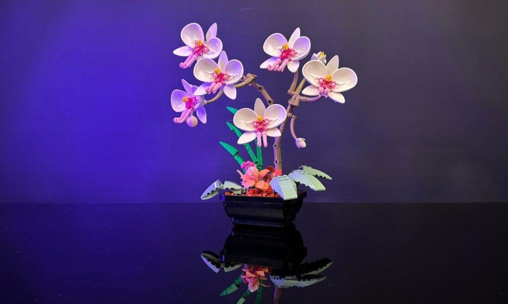 JMBricklayer JMB Mother's Day Gift Guide-Orchid 20106