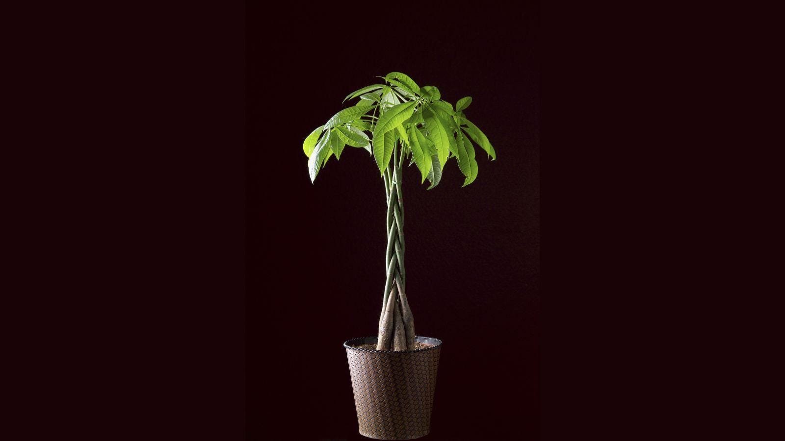 JMBricklayer JMB-The Money Tree-03