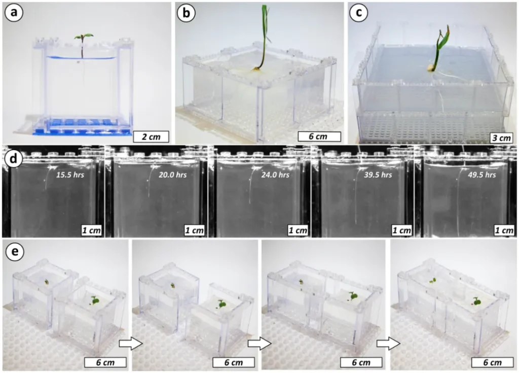 researchers chose a transparent LEGO piece made from polycarbonate as a modular experimental container